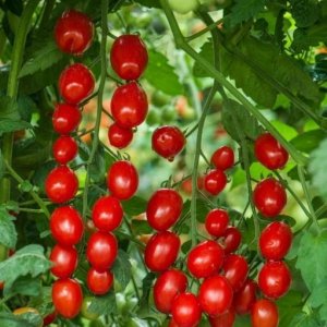 Tomato Celano F1 Patio Tomato