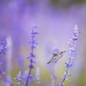 Wholesale Lavender True English Lavender Bulk VERA