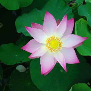 Products 36 Rare & Exotic