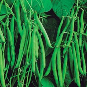 Wholesale Bean Dwarf French Bean Montano Bulk