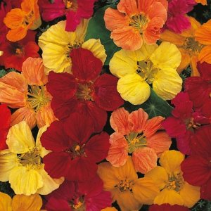 Wholesale Nasturtium Tom Thumb Mixed Bulk