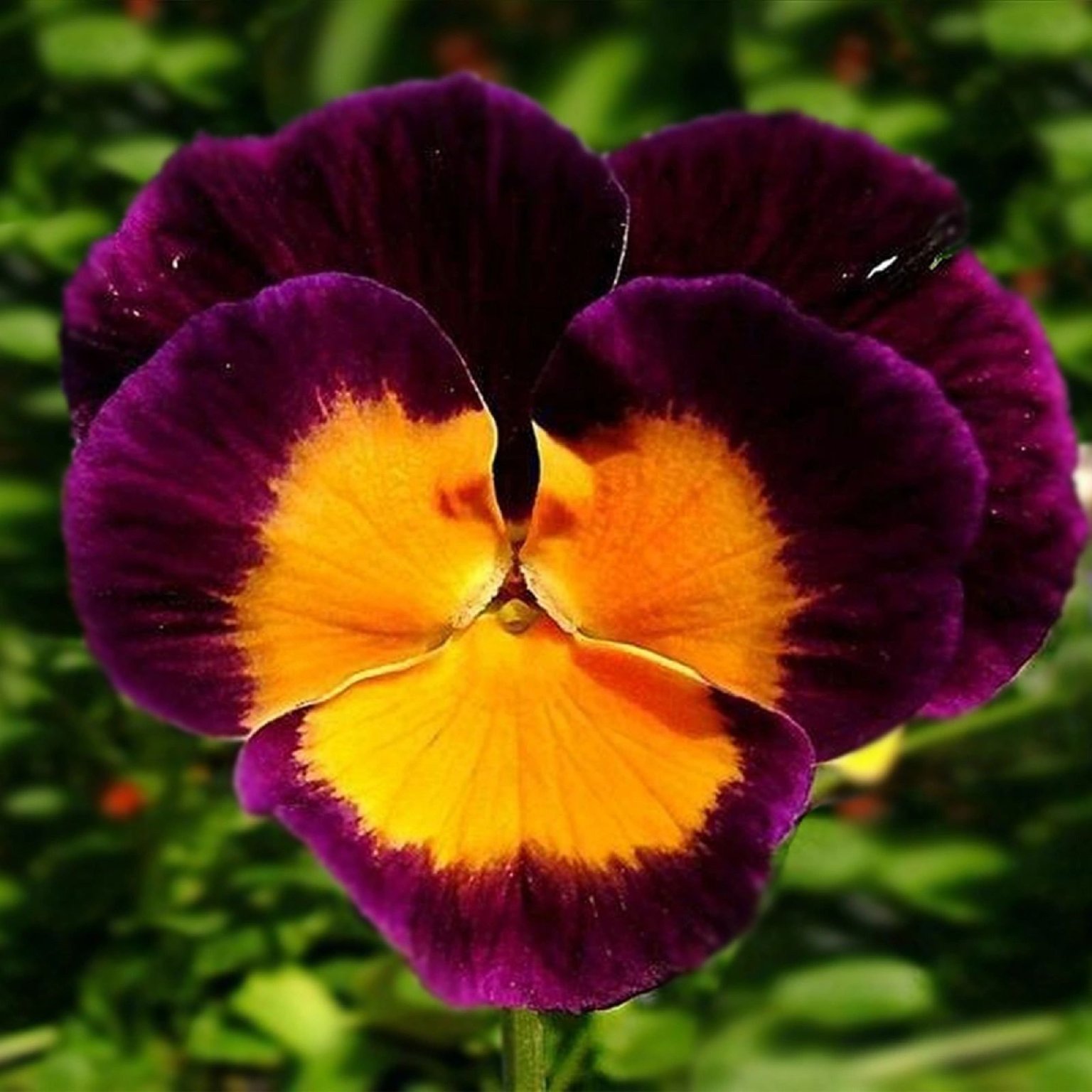 Pansy Jolly Joker Budget Seeds