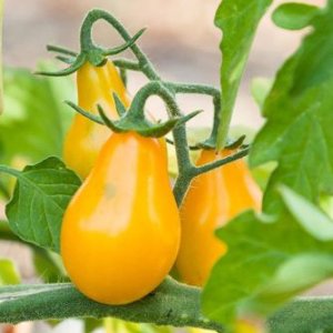 Tomato Yellow Pear Cherry Bell