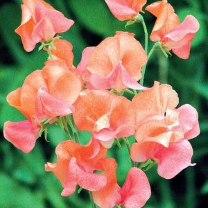 Wholesale Sweet Pea Spencer Prince of Orange Bulk