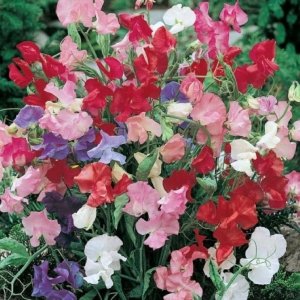 Wholesale Sweet Pea Bijou Mixed