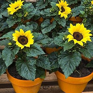 Wholesale Sunflower Yellow Pygmy Helianthus Annuus Bulk