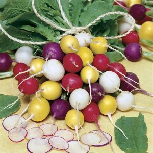 Wholesale Rainbow Radish