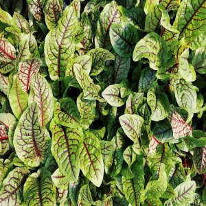 Wholesale Red Veined Sorrel Bulk