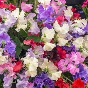 Wholesale Sweet Pea Royal Family Mixed