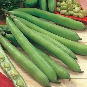 Wholesale Broad Beans Dreadnought Bulk