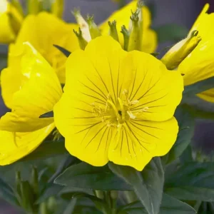 Wholesale Evening Primrose