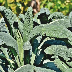 Wholesale Borecole Nero Di Toscana Kale Bulk