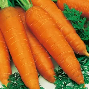 Wholesale Carrot Autumn King Bulk