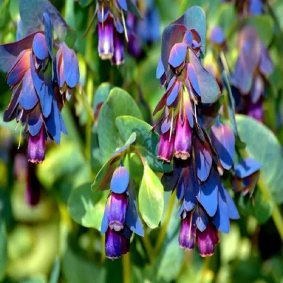 Cerinthe Major Purpurascens - Budget Seeds