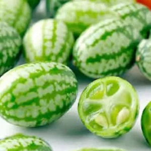 Wholesale Cucumber Cucamelon Bulk