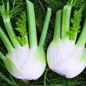 Wholesale Fennel Florence Bulk