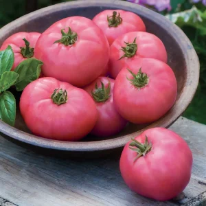 Tomato Big Pink F1