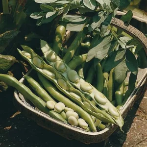 Wholesale Broad Beans Bunyards Exhibition Bulk