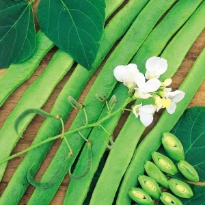 Wholesale Bean Runner Bean White Lady Bulk