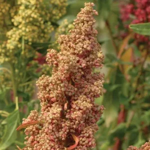 Wholesale Quinoa Seeds Bulk
