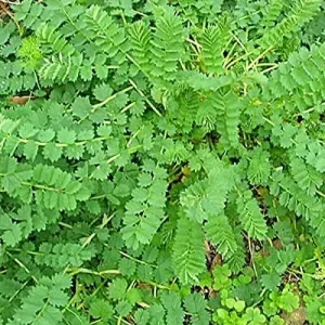 Wholesale Salad Burnet Sanguisorba Minor Bulk