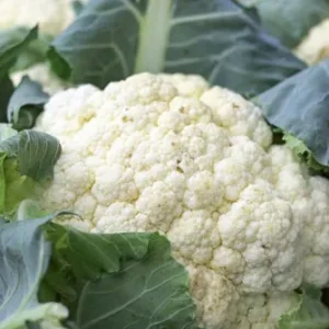 Wholesale Cauliflower All Year Round Bulk