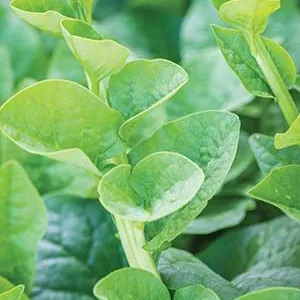 200 Green Malabar Spinach Seeds – Rau Mồng Tơi – Easy Grow, Heat Tolerant Veggie