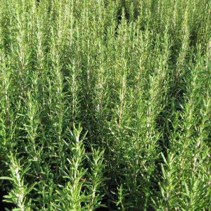Wholesale Rosemary Seeds Bulk