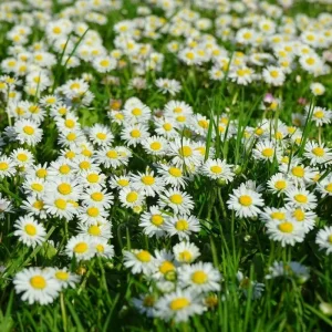 Bellis Perennis