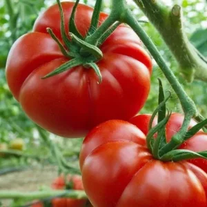 Tomato Marmande Beefsteak