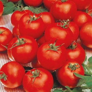 Tomato Sparta F1