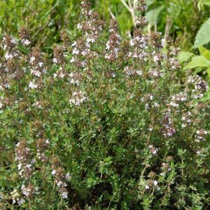 Wholesale Thyme Herb Seeds
