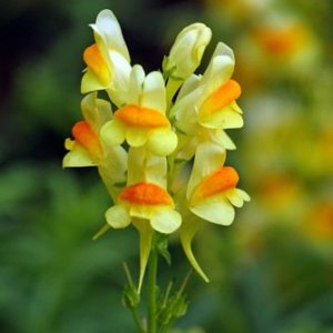 Wholesale Common Toadflax Yellow Toadflax Linaria Vulgaris Bulk