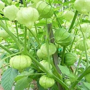 Tomatillo Physalis Philadelphica
