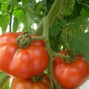 Tomato Velocity F1