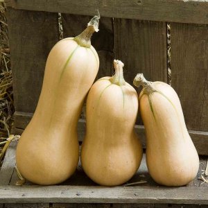 Wholesale Butternut Squash Waltham  Trailing Bulk