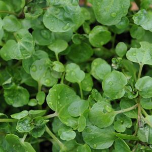 Watercress