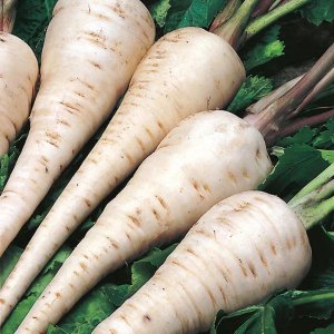 Wholesale Parsnip White Gem Bulk