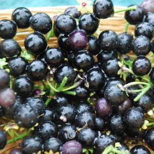 Wonderberry