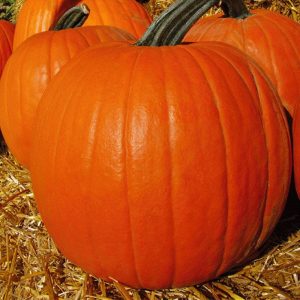Wholesale Pumpkin Big Max Bulk