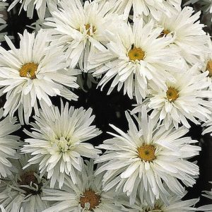 Wholesale Crazy Daisy Leucanthemum  Bulk