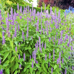 Wholesale Korean Mint Seeds Bulk