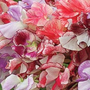 Wholesale Sweet Pea Ripple Mixed Seeds