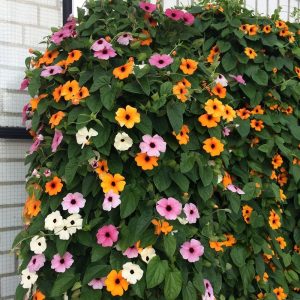 Wholesale Thunbergia Alata Mix Black Eyed Susan Bulk