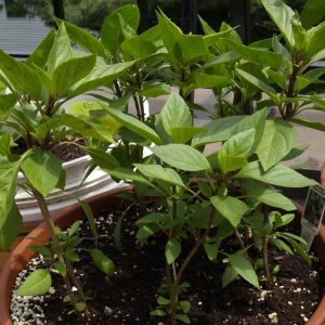 Wholesale Basil Small Thai Queenette  Bulk
