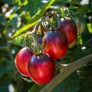 Tomato Black Moon F1