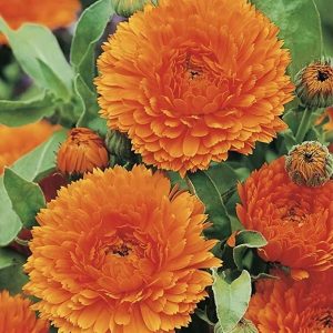 Wholesale Calendula Double Balls Improved Orange