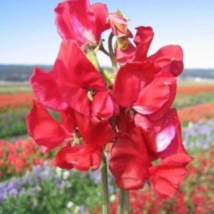 Wholesale Sweet Pea Mammoth Crimson Bulk