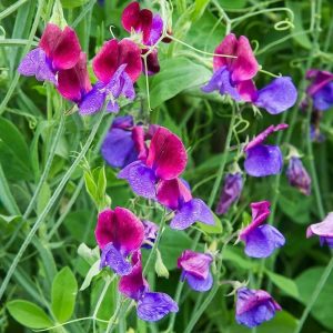 Wholesale Sweet Pea Cupani very strong heady perfume scent Bulk
