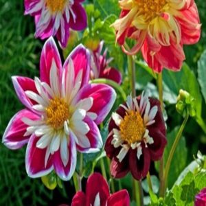 Wholesale Dahlia Collarette Dandy Mixed Bulk